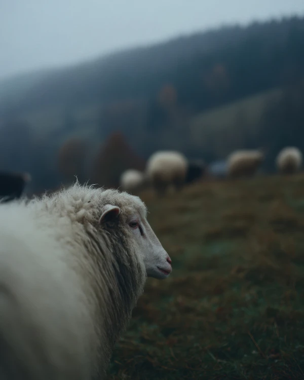 Sheep in Misty Field