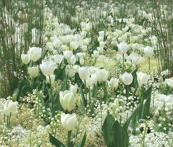 White Tulip Serenity
