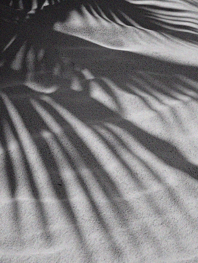 Palm Leaf Shadows on Sand