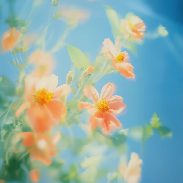 Dreamy Orange Flowers