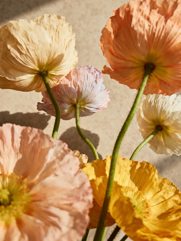 Delicate Poppy Flowers