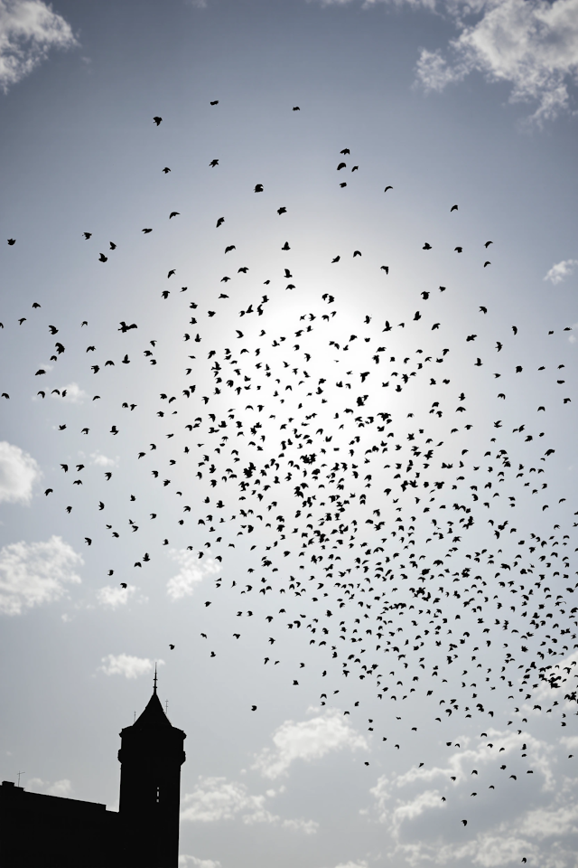 Birds in Flight Against Urban Skyline