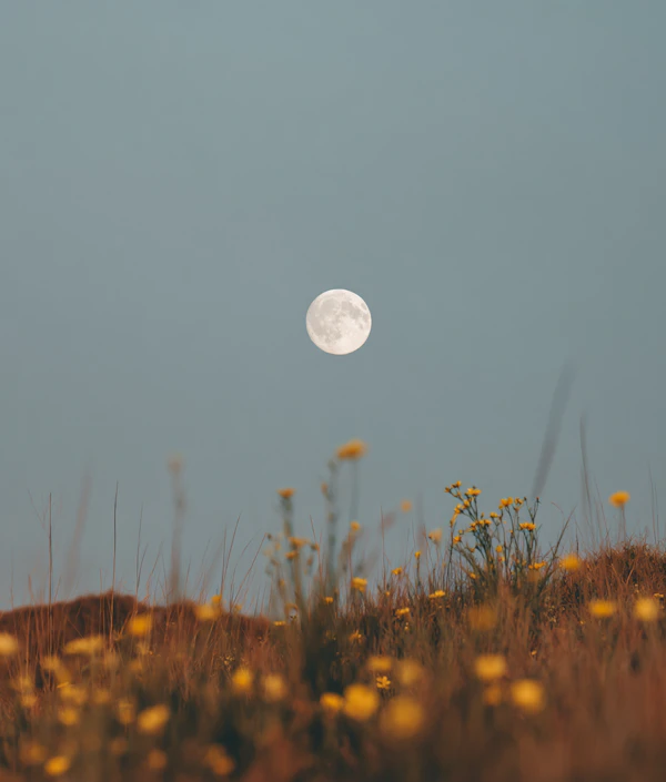Moonlit Floral Meadow