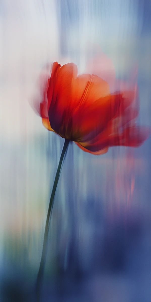 Vibrant Red Flower