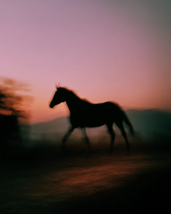 Horse Silhouette Sunset