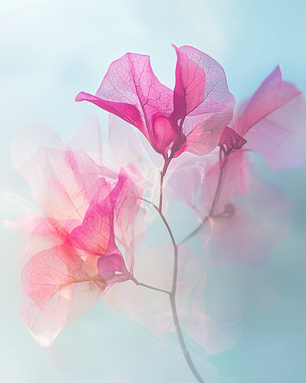 Bougainvillea Serenity