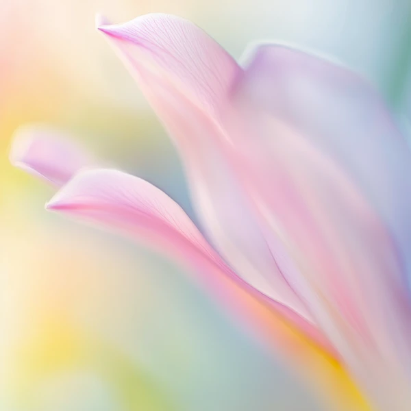 Delicate Flower Petal