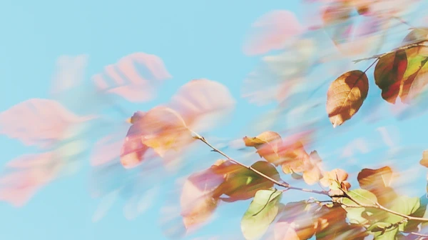 Autumn Leaves in Motion