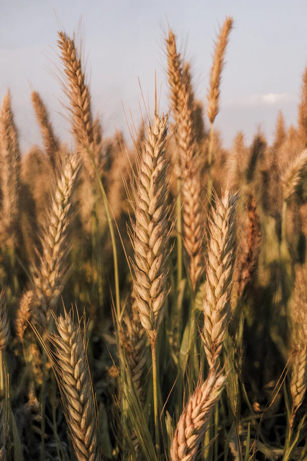 Golden Wheat Field