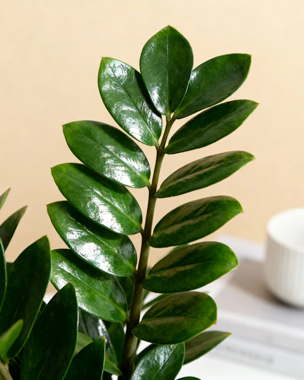Glossy Green Plant
