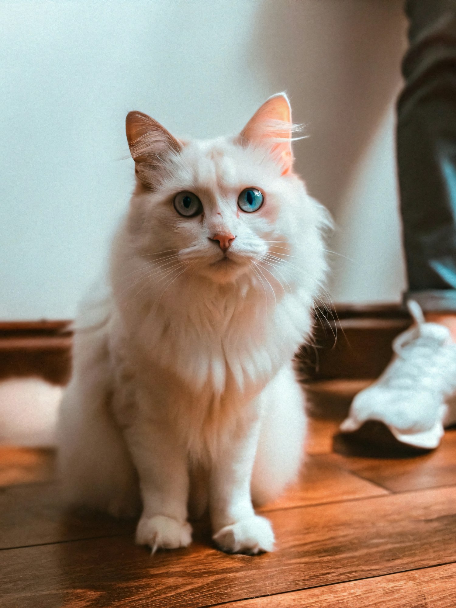 Majestic White Cat on Wooden Floor