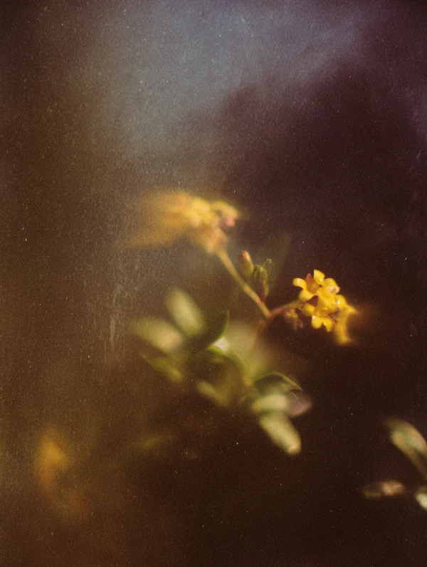 Dreamy Yellow Flower