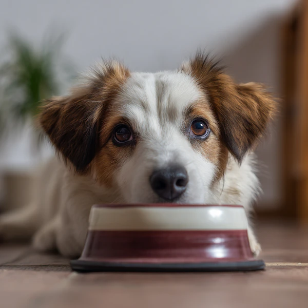 Dog Resting by Bowl
