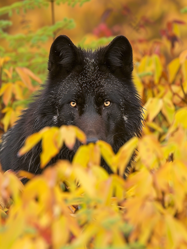 Black Wolf in Autumn Foliage