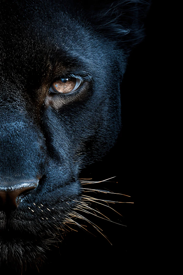 Black Panther Portrait