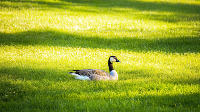 Canada Goose on Green Lawn