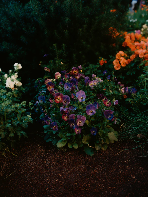 Vibrant Garden Scene