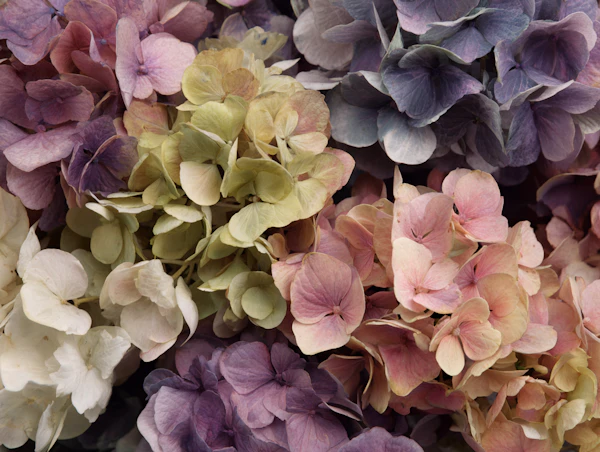Pastel Hydrangea Display