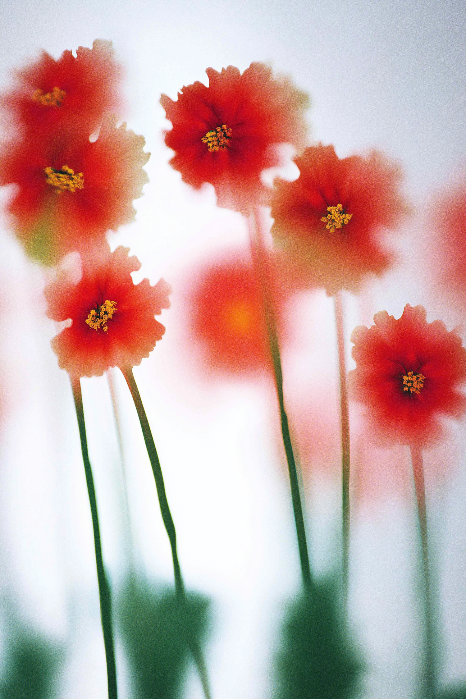 Ethereal Red Flowers