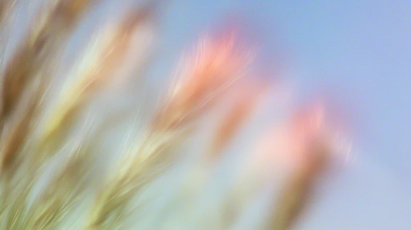 Dreamy Grass Landscape