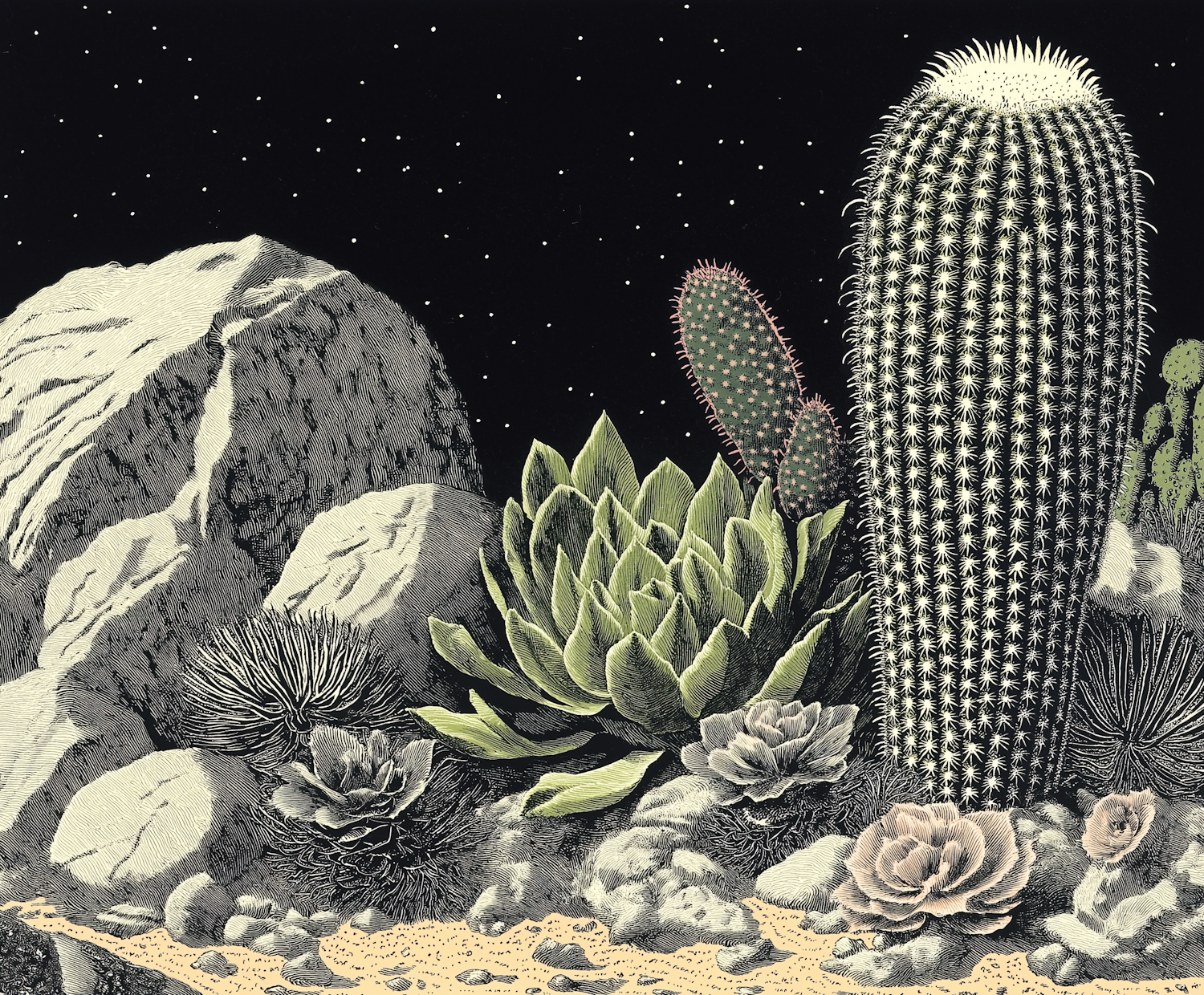 Desert Night Botanical Illustration