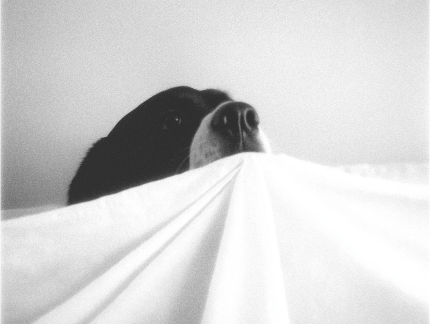 Curious Dog Under Sheet