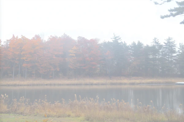 Serene Foggy Landscape