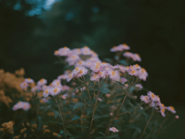 Blooming Aster Flower Scene