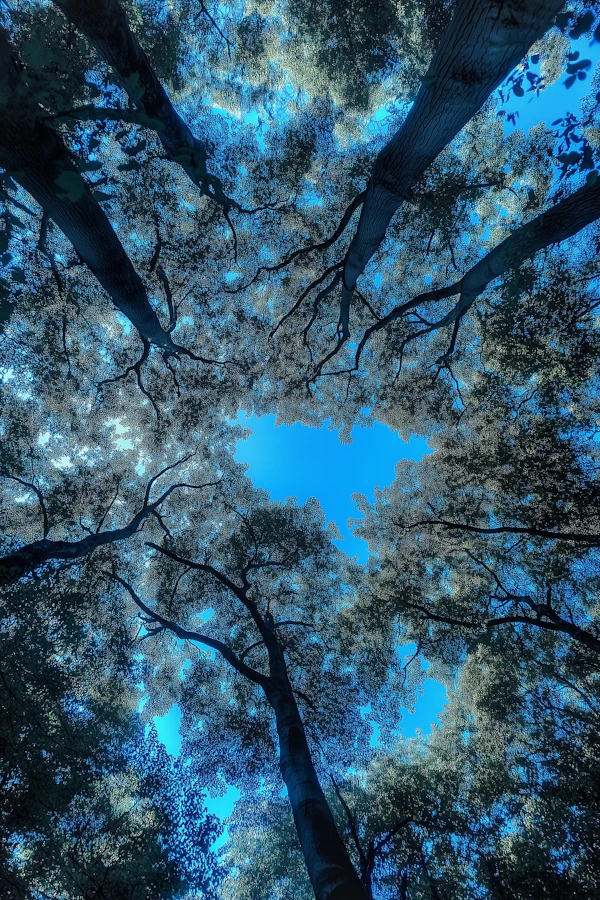 Majestic Forest Canopy