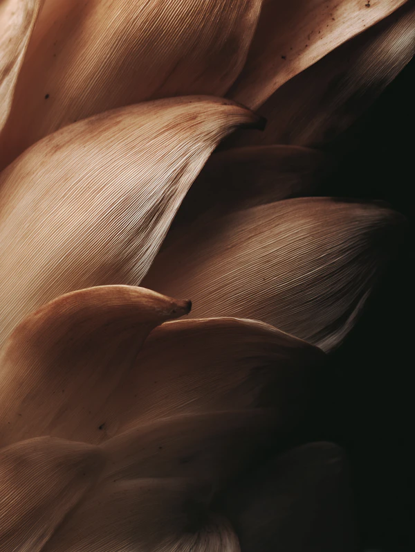 Textured Petal Close-Up