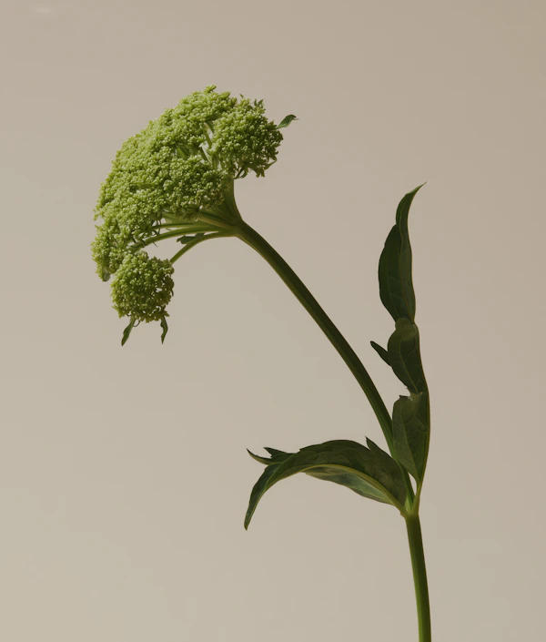 Elegant Green Plant
