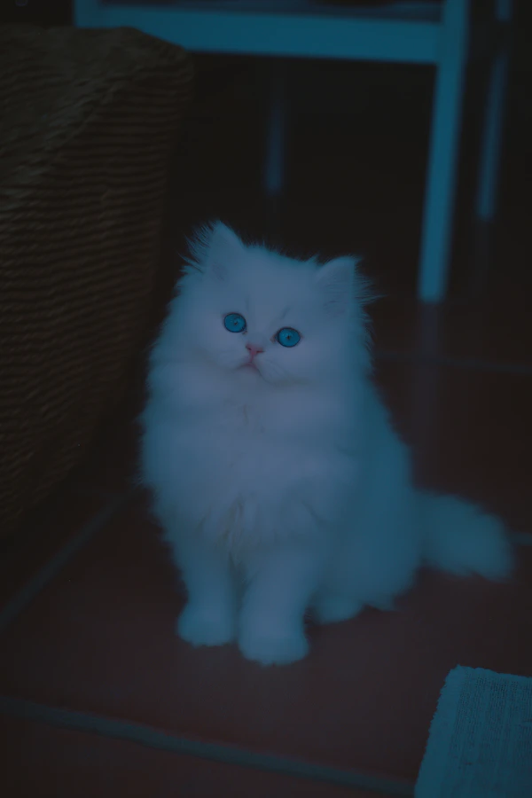 Beautiful Persian Kitten Focused