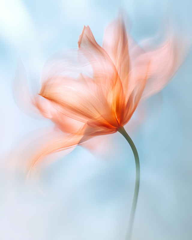 Ethereal Flower in Motion