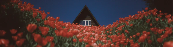 Tulip Field House