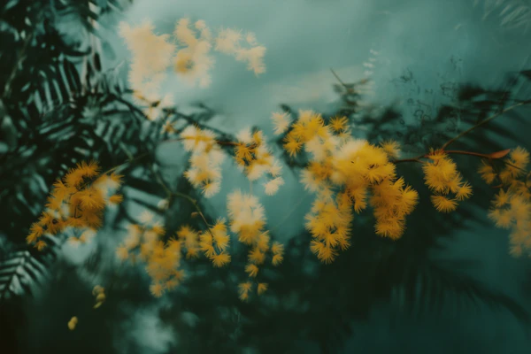 Yellow Mimosa Flowers