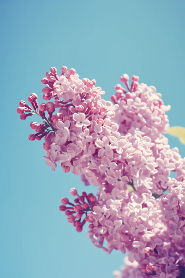 Lilac Flowers in Bloom