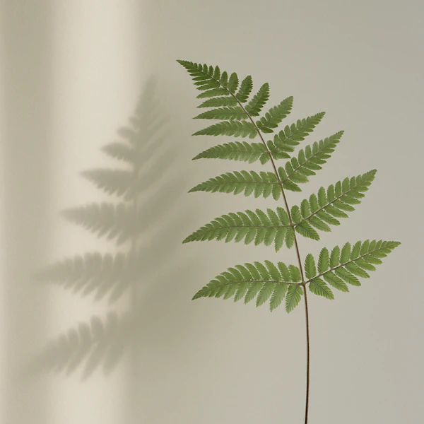 Fern Leaf Close-Up
