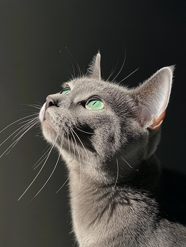 Contemplative Gray Cat