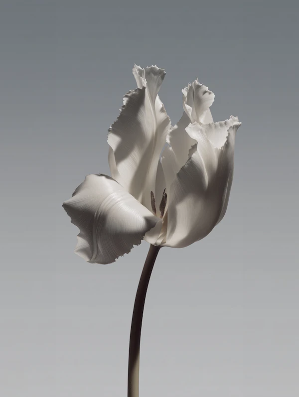 White Tulip Close-Up