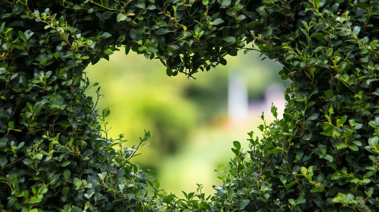 Heart-shaped Hedge Opening