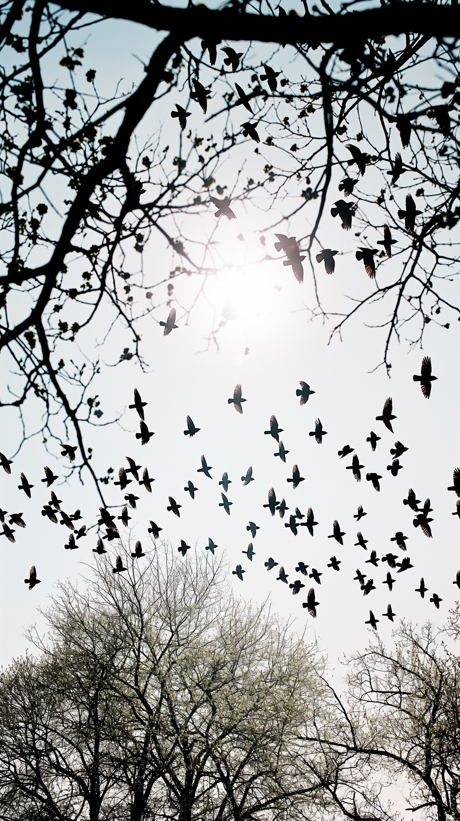 Tranquil Sky with Birds in Flight