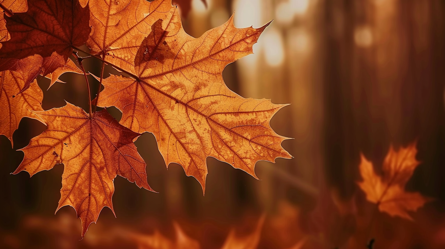 Autumn Leaves Close-up