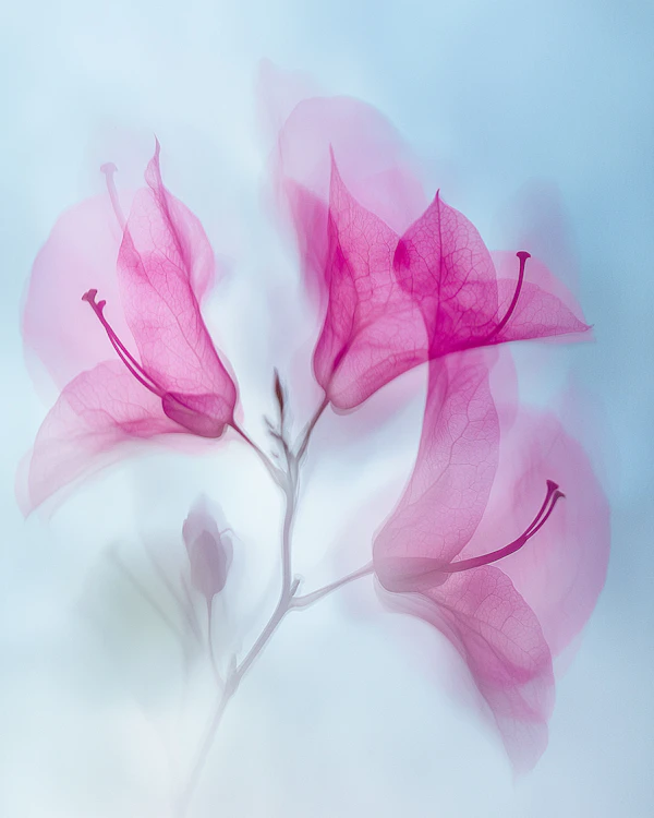 Ethereal Bougainvillea