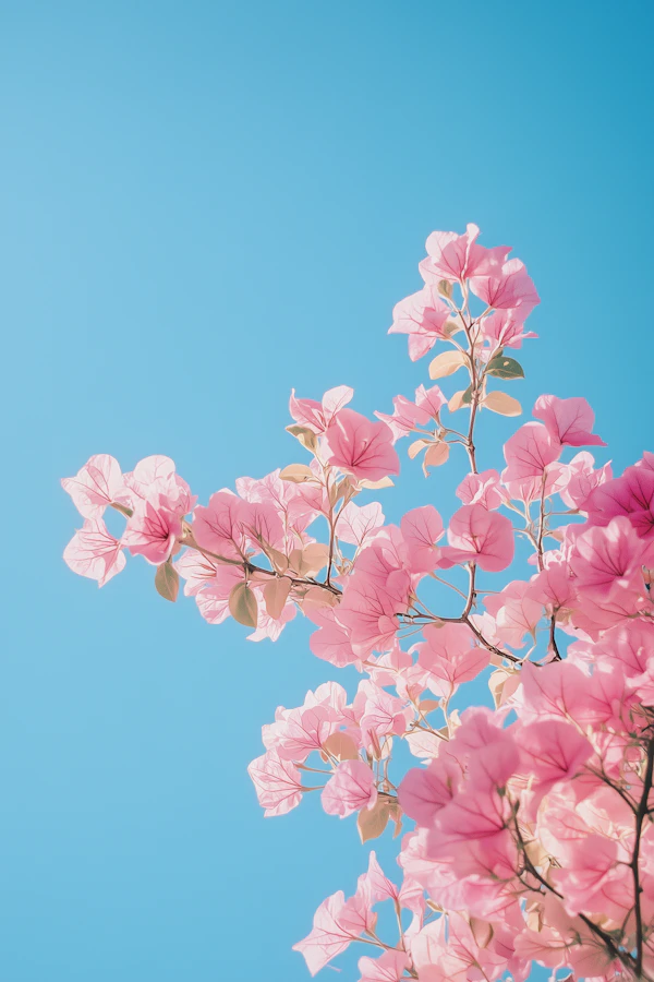 Pink Bougainvillea Sky