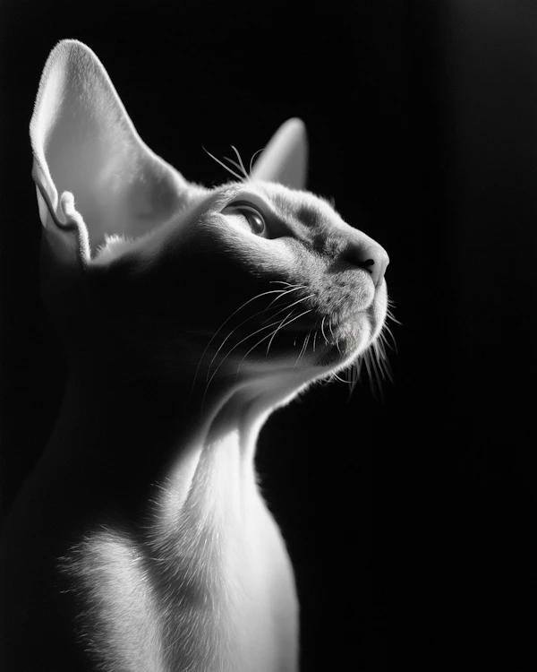 Elegant Feline Profile