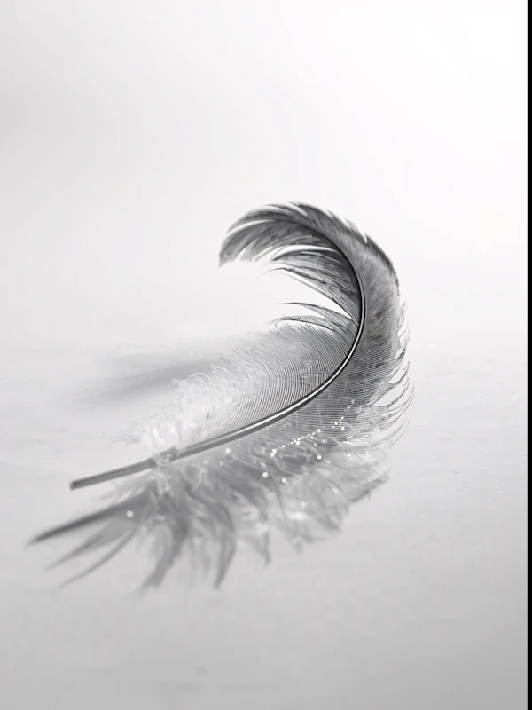Feather on Reflective Surface