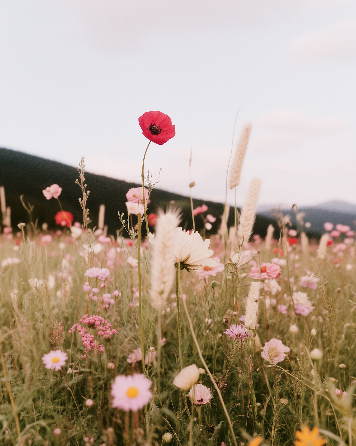 Wildflower Field