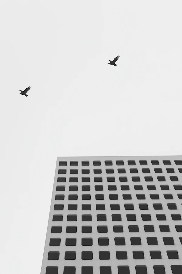 Geometric Contrast with Birds