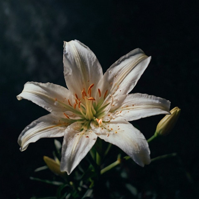 White Lily in Bloom