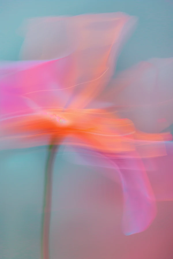 Dreamy Abstract Flower